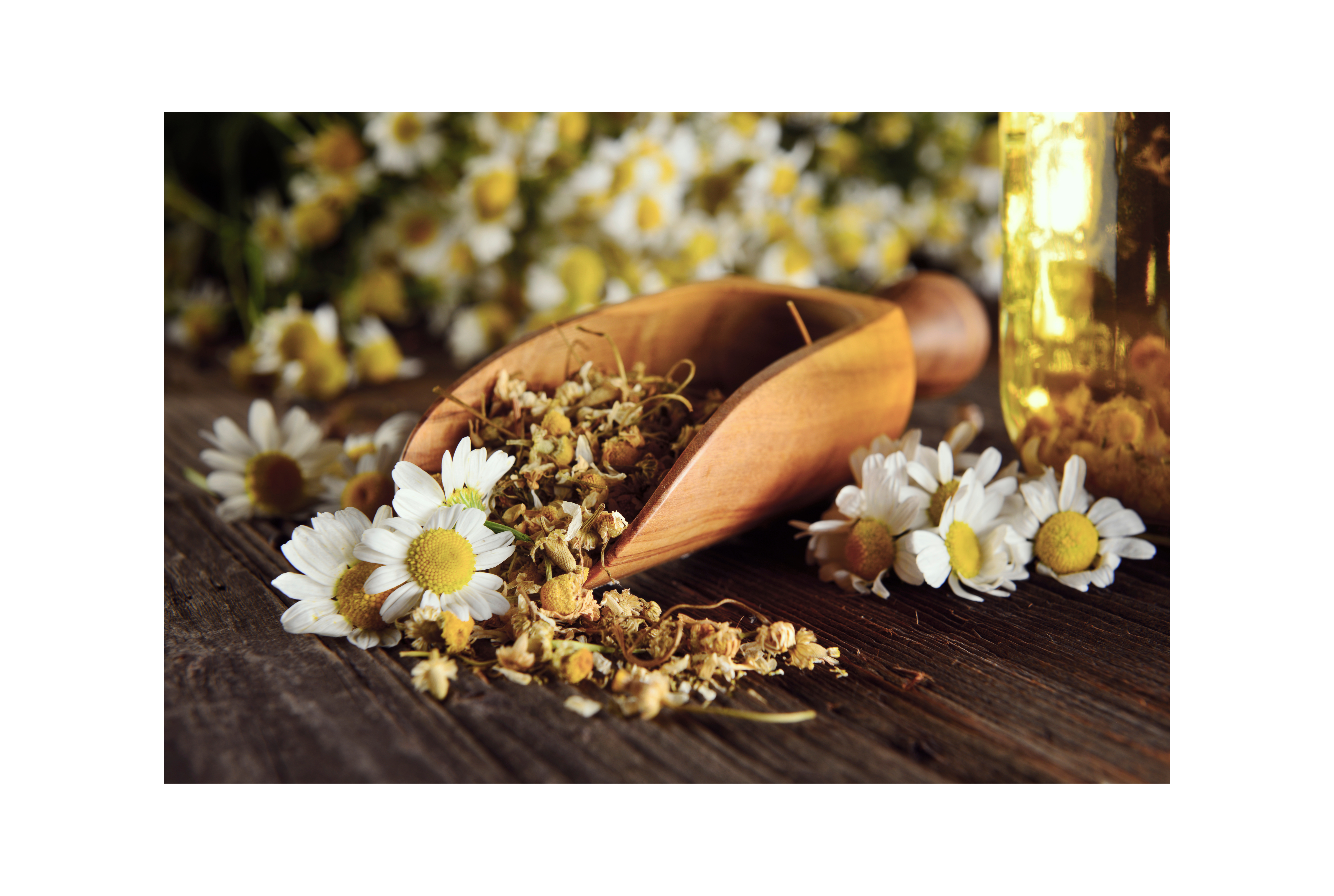 fleur-de-camomille-avec-thé-à-la-camomille-en-feuilles