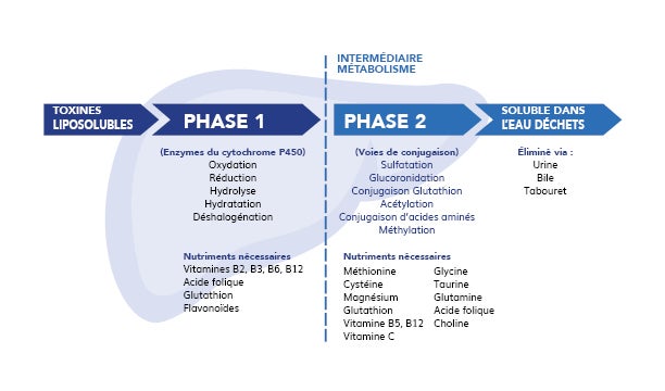 Schéma de désintoxication du foie en français