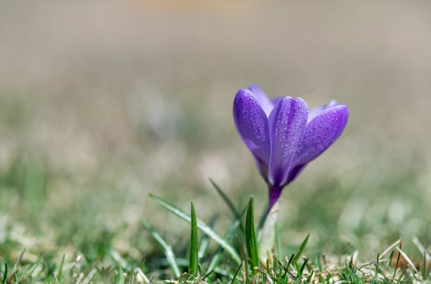 Fleur dans un champ d'herbe