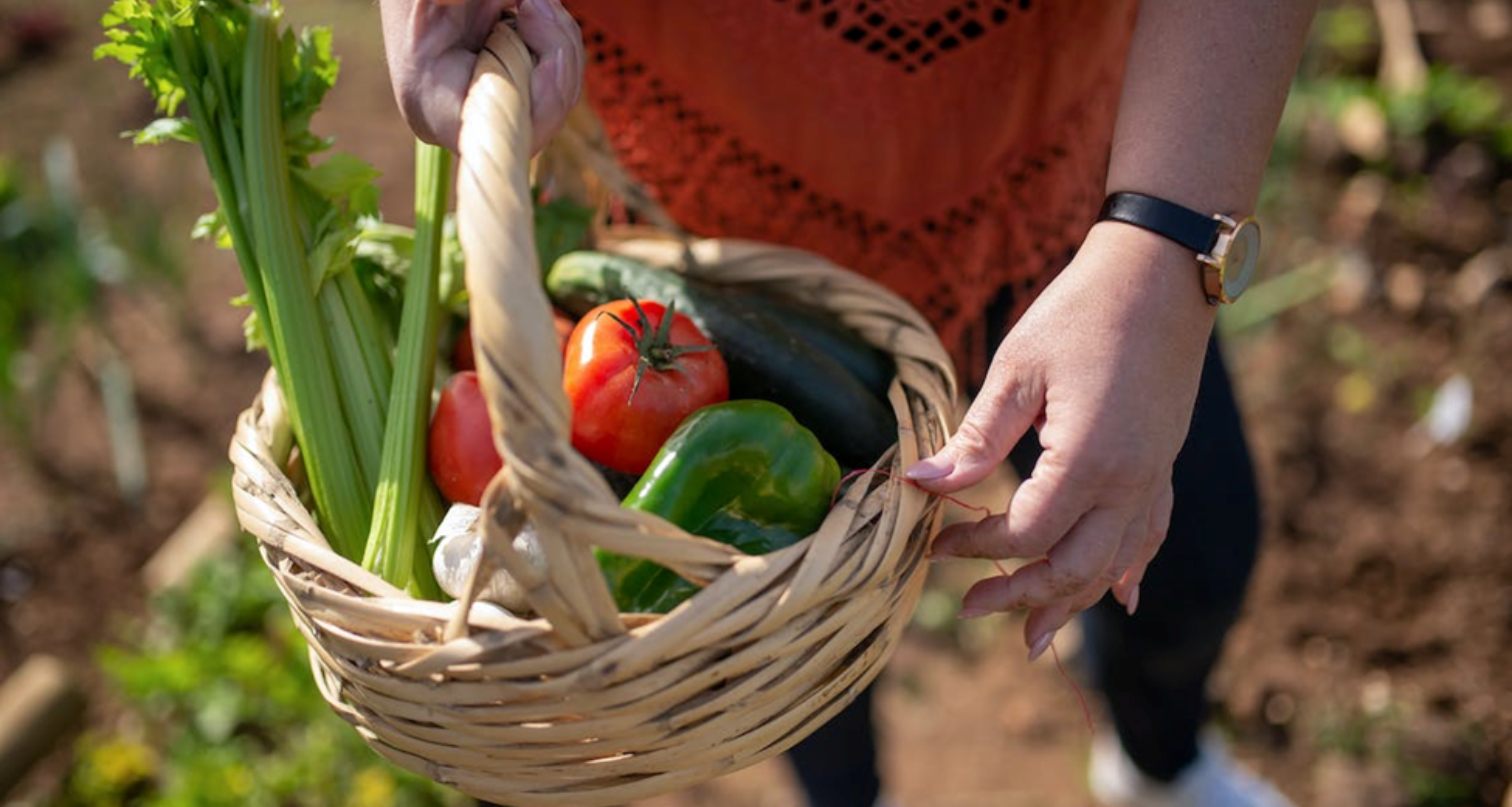 Légumes frais dans un panier juste cueillis dans un jardin