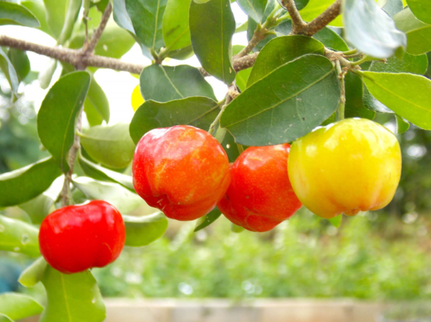  Pommes poussant sur un arbre.