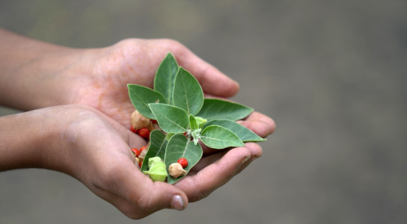 Person holding a plant and leaves.