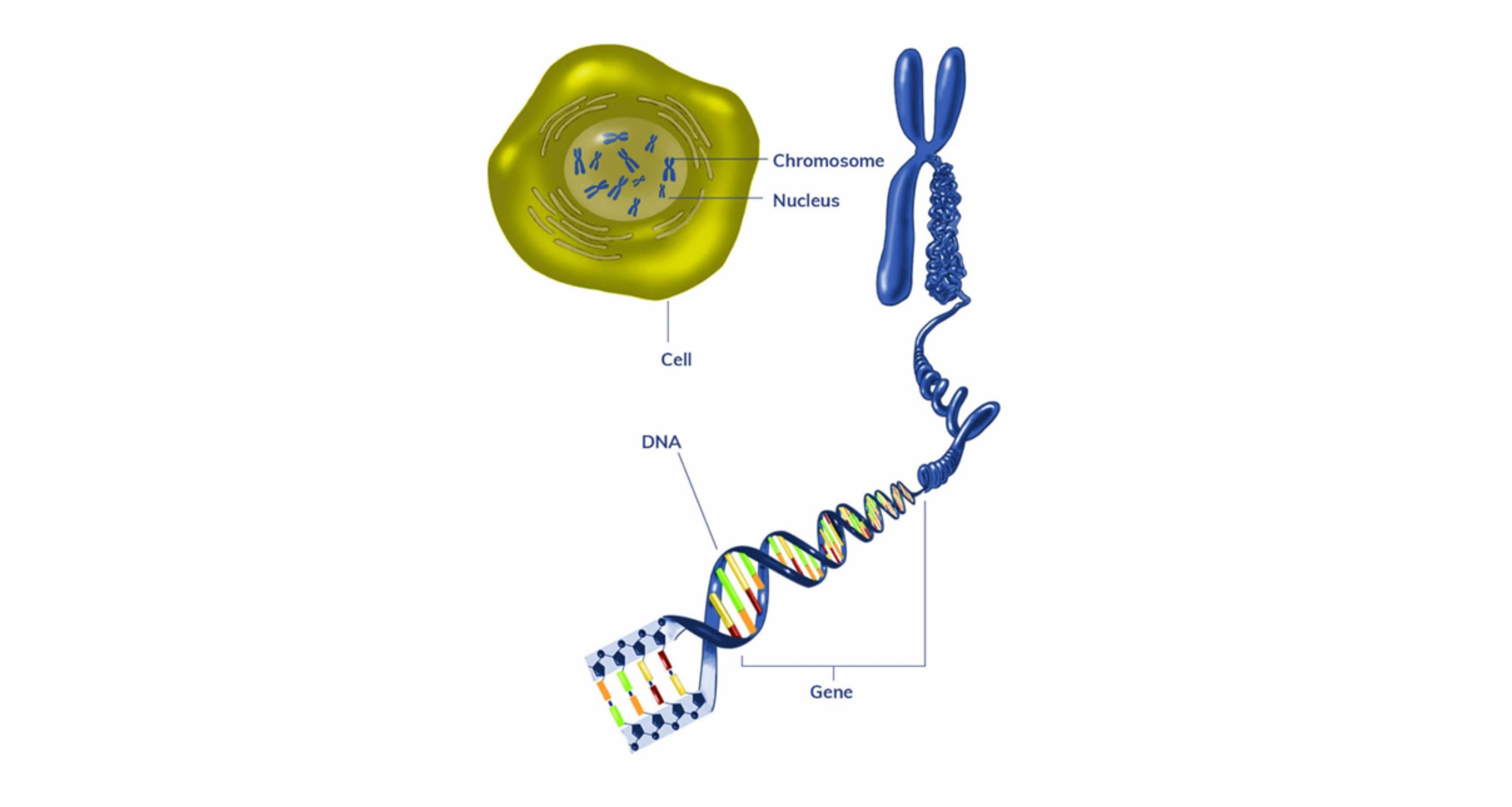 Image of a gene 