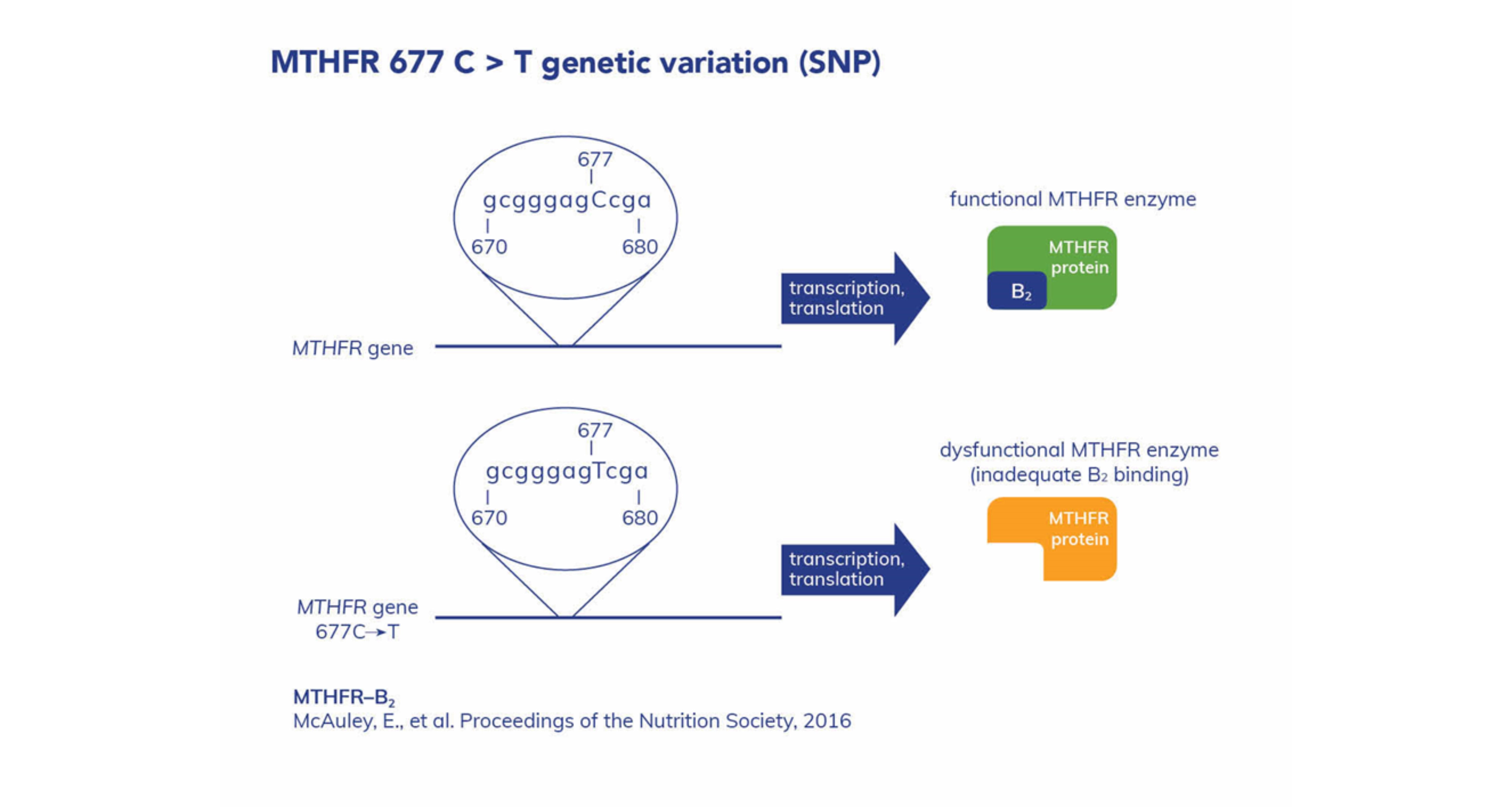 Image of a genetic variation 