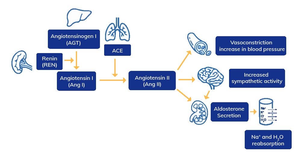 Image of explaining genetic variations within AGT and ACE. 