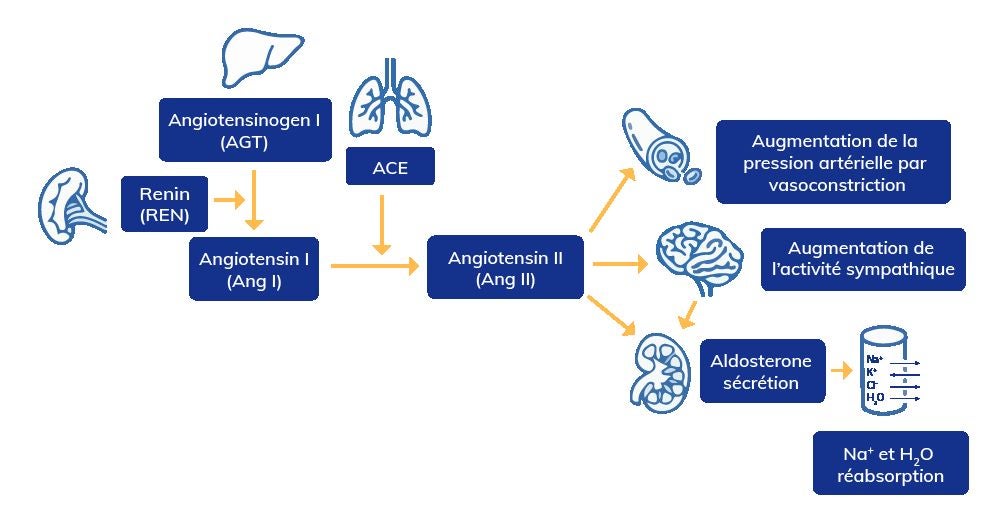 Image expliquant les variations génétiques au sein de l’AGT et de l’ACE. 